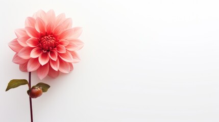 Pink dahlia flower on white background with copy space for text