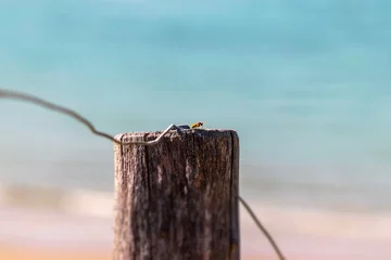 Foto op Canvas eine Wespe sitzt auf einem Draht eines Zaunpfahls mit der Nordsee im Hintergrund als Bokeh  © Reens_Photos