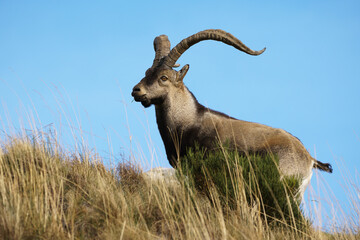 The Iberian Ibex, Spanish Ibex, Spanish wild goat or Iberian wild goat is a species of Ibex with four subspecies.	
