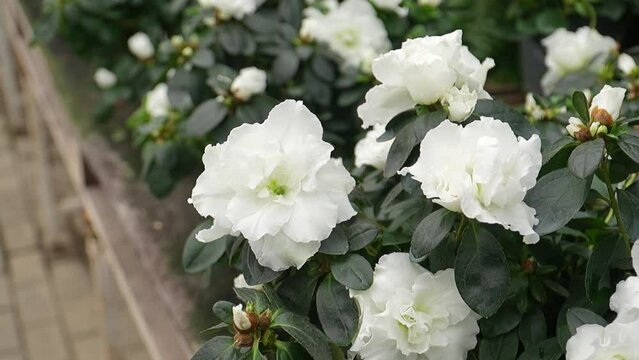 Delicate White Blossoms in Macro Close-Up