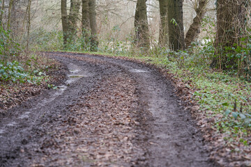 Fototapeta premium Muddy impassable forest road after rain