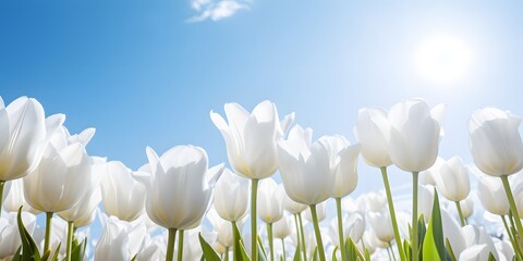 white tulips in front of a blue sky against the sunlight