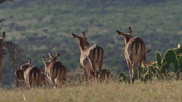 Wide shot of a herd of impalas (Aepyceros melampus) walking through the savannah during the afternoon in Kenya.