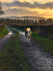 Chien au milieu d'un chemin