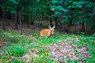 A white tailed deer or Odocoileus virginianus is looking for food in Kennesaw Mountain. They were on the verge of existences in Georgia, US. But now they reappear thanks to wildlife management efforts