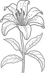Hand drawn lily flower outline coloring page