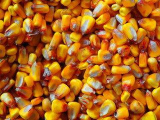 Pile of corn for popcorn, taken from cobs.
