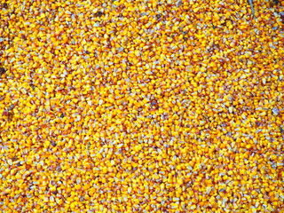 Pile of corn for popcorn, taken from cobs.