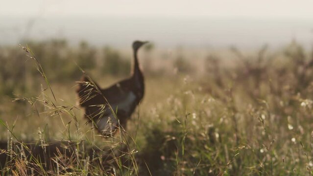 Rack focus of a black-bellied bustard (Lissotis melanogaster) standing between grass during the morning in Kenya.