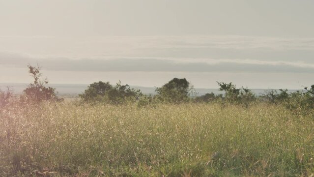 Pan shot of a black-bellied bustard (Lissotis melanogaster) standing between grass during the morning in Kenya.