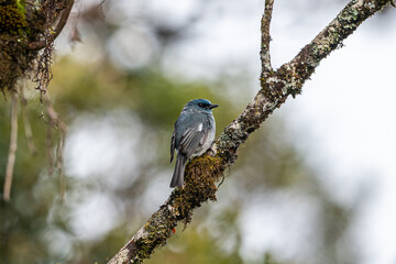 Dull blue flycatcher sitting on a branch of tree.  this species is endemic to Sri Lanka.