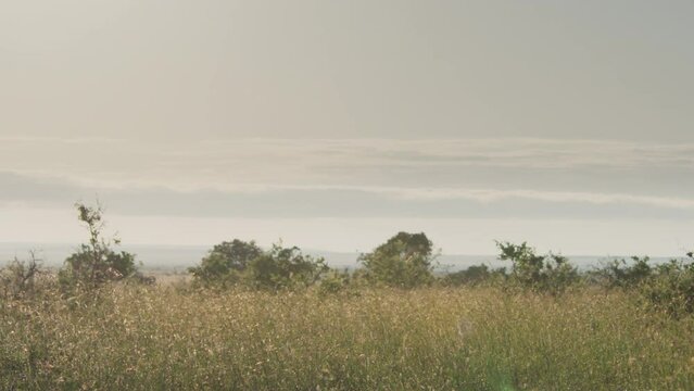 Pan shot of a black-bellied bustard (Lissotis melanogaster) standing between the savannah grasslands during the morning in Kenya.
