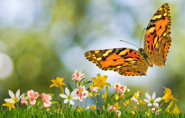 beautiful butterfly and flowers on a colorful blurred background