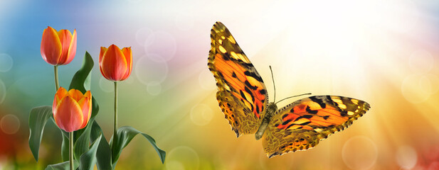 beautiful butterfly and flowers on a colorful blurred background