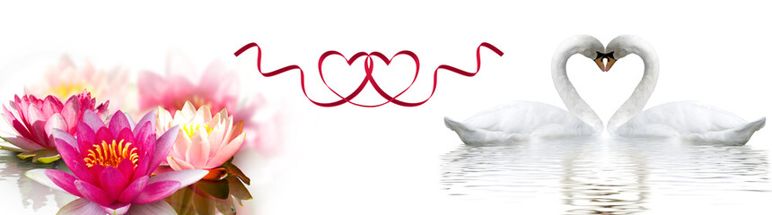 Two swans form a heart shape with their necks