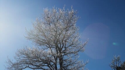 arbre givré