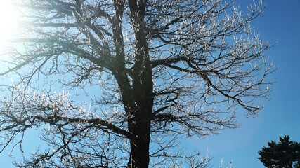 arbre givré