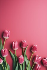 Spring tulip flowers on maroon background top view in flat lay style