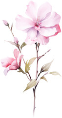 romantic watercolor flower png transparent background