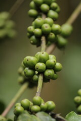close up of a green coffee beans