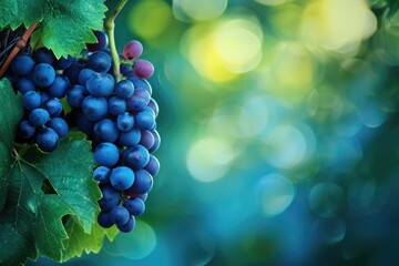 Close-up of Blue Grape Cluster on Vine with Defocused Green Background - obrazy, fototapety, plakaty