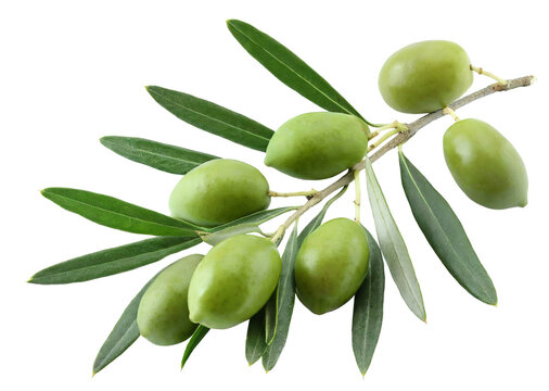 Green olive branch isolated on white background close-up