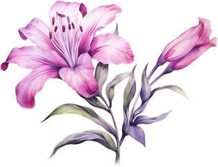 Fototapeta na wymiar romantic watercolor flower png transparent background