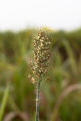 Beautiful millet field. Millet is rich in potassium a mineral that supports healthy kidney and heart function. Potassium also plays a role in nerve signal transmission.
