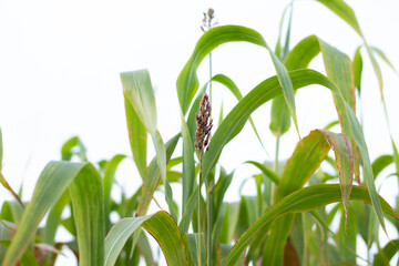  Beautiful millet field. Millet is rich in potassium a mineral that supports healthy kidney and heart function. Potassium also plays a role in nerve signal transmission.