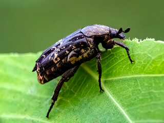 bug on a leaf