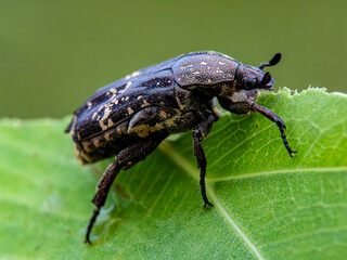 bug on a green leaf