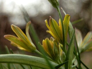Obraz premium Flowering crocus (lat. Lilium) in spring.