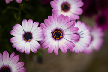close up of pink purple flower