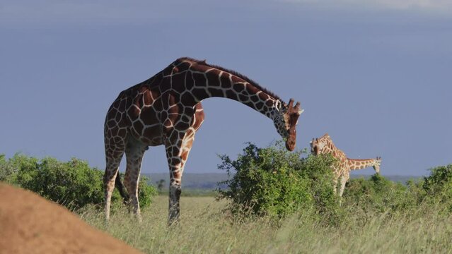 Wide shot of a reticulated giraffe (Giraffa reticulata) browsing within the herd during the afternoon in Kenya.