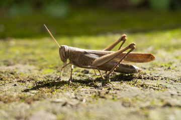 Saltamontes en musgo