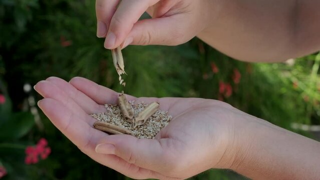 The sesame seeds are being poured into the woman's hand in slow motion from harvested sesame plants.