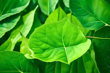 green leaf background