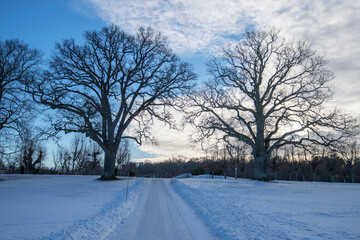 Fototapeta na wymiar Silhouette of two oak trees and a park way in a snowy park, on the Drottningholm island in Stockholm, Sweden