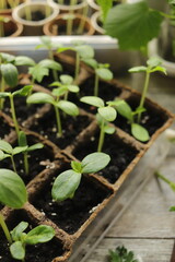 young cucumber seedlings close-up, growing vegetables
