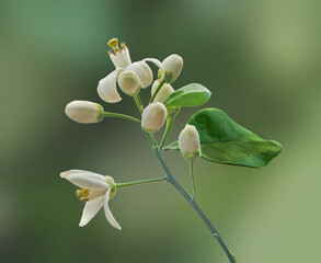 close up of citrus flowers