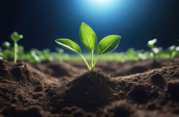 A green sprout grows out of the ground. ecology, Earth hour, peace, symbol of life