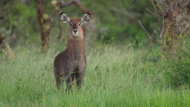 Wide shot of a young waterbuck (Kobus ellipsiprymnus) starring directly at the camera during the morning in Kenya.