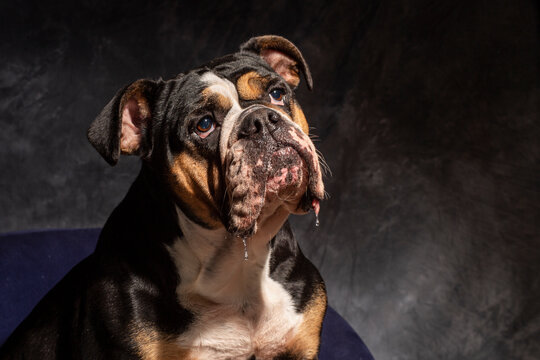 Funniest bulldog videos top