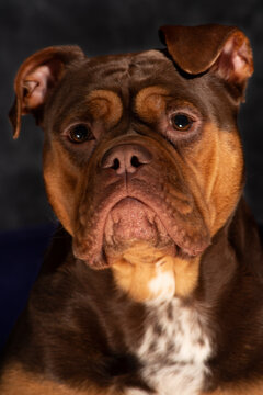 English bulldog with wrinkles, loveley freindly face. golden and brown. cute face