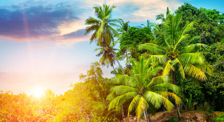 Coconut palm trees, mangroves and sun rise . Beautiful tropical background.