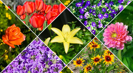 Collage of photos of garden flower.