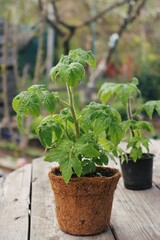 young seedlings of low-growing tomatoes in a container on the table