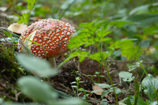 vibrant red toadstool mushroom emerges among green foliage, a classic symbol of the forest's hidden gems