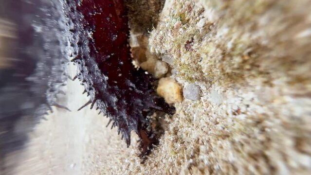 An incomprehensible long-shaped creature collects sand with its tentacles from the bottom of the sea, underwater in Thailand