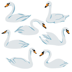 Collection of swans. Vector illustration of cartoon swan birds in different actions. Isolated on white.